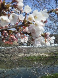 竜田川沿いの桜