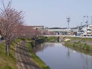 竜田川沿いの桜