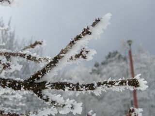 金剛山の樹氷