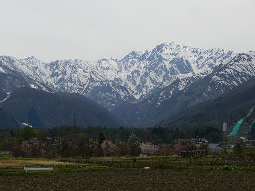 五竜岳　里は桜が咲いている