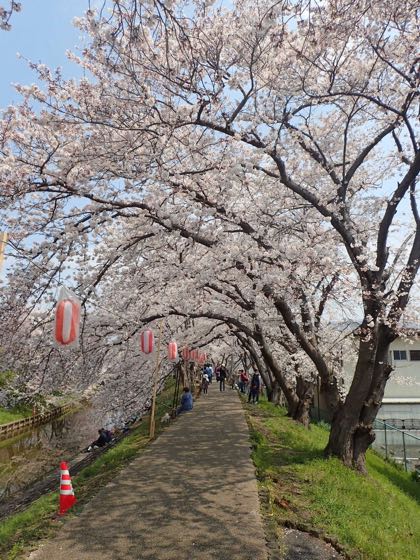 奈良・佐保川の桜並木