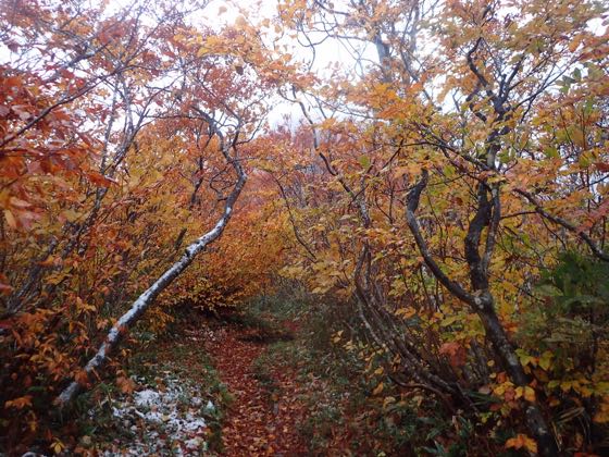 枝折峠から歩く　紅葉がきれい