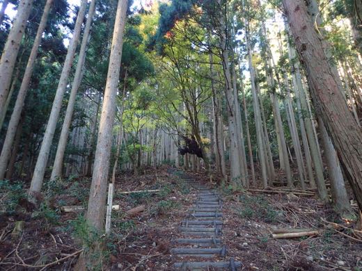 三嶽への道　最初は杉林の中の丸太階段