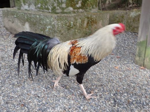 石上神宮では鶏が放し飼いされていた