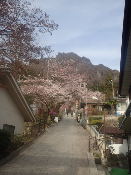 妙義神社は桜が見頃を迎えていた