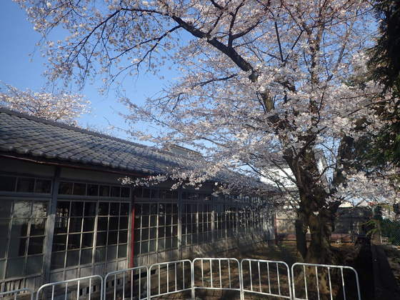 富岡製糸場の桜も見頃