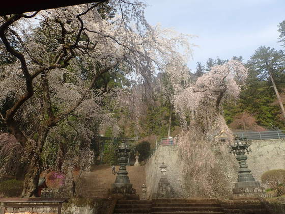 妙義神社は枝垂れ桜が良い